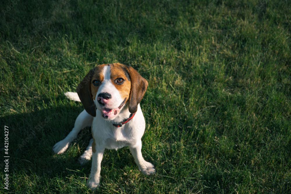 Beagle dog sits on the green grass. Outdoor portrait of a pedigree puppy
