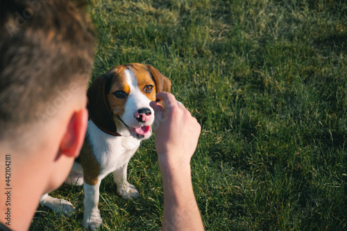 Training a beagle puppy with treats outdoors. Man shows a treat to his dog sitting on the grass lawn
