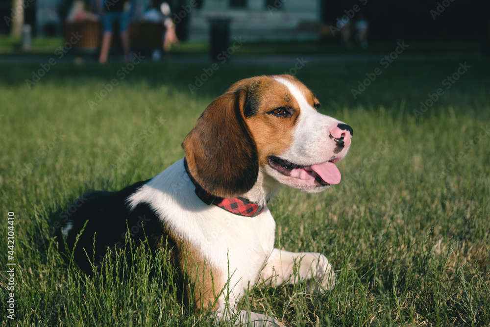Beagle dog on the green grass. Outdoor portrait of a pedigree puppy on the lawn