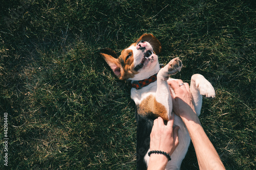 Happy beagle dog on the grass, human hands rubbing his belly. Smiling puppy chilling on the lawn, top view or overhead shot