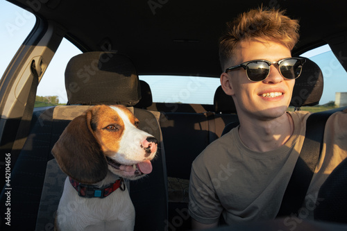Young man and a beagle dog sit in the front seat of a car. Commuting or travelling with pets  lifestyle with dog