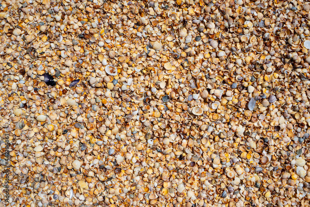 Shellstone component background. Shells texture background. Shellstone component background. Shells texture background.