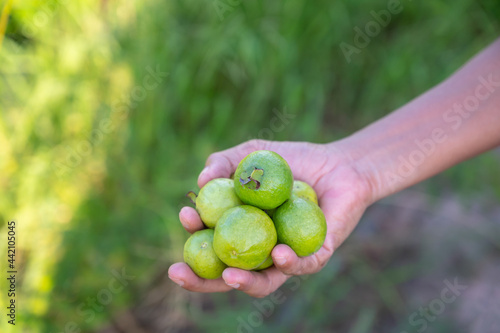 Tropical guava in hand on blur background.Native fruit.