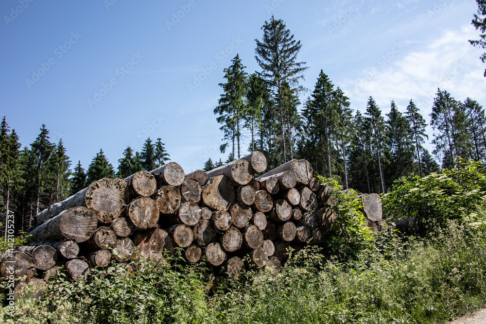 Logging work in the summer