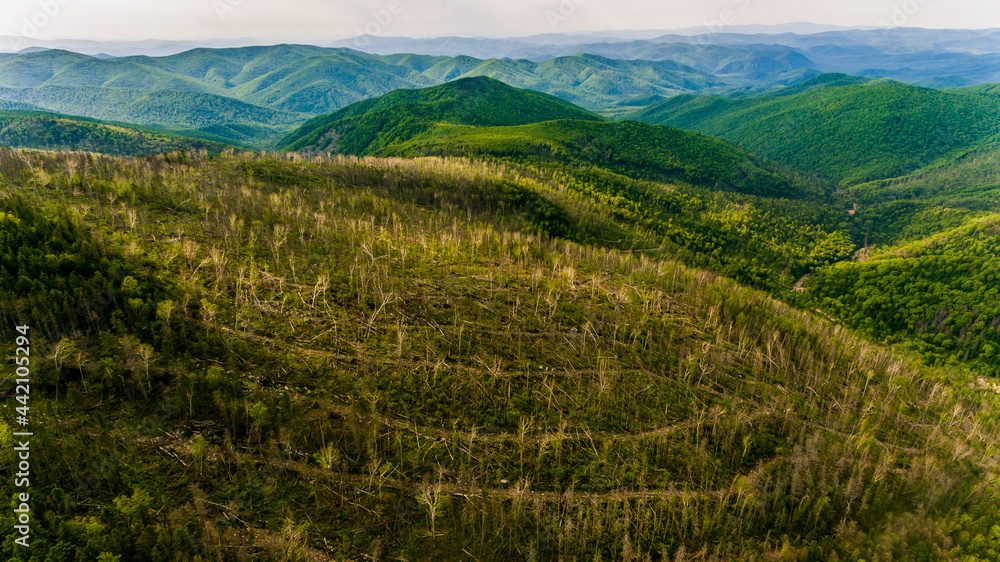 View from above. A place where trees were cut down in a dense Russian forest. An old felling area with illegal cutting of coniferous trees. Ecological catastrophy. View from above. A place where trees were cut down in a dense Russian forest. An old felling area with illegal cutting of coniferous trees. Ecological catastrophy.