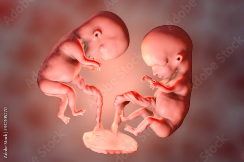 Konstfotografi Monozygotic twins in uterus with single placenta, 3D illustration