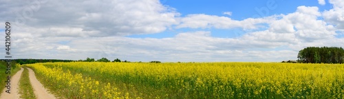 High resolution panoramic photo of rapeseed field with road to left against background of sky and sun in summer