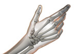 Human hand and arm skeleton