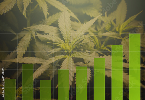 Cannabis marijuana  investment indicator graph charts. The concept of a company or stock market of marijuana exports for medical use.