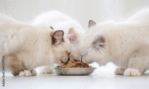 Ragdoll cats in light room