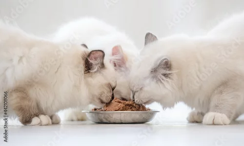 Obraz Ragdoll cats in light room