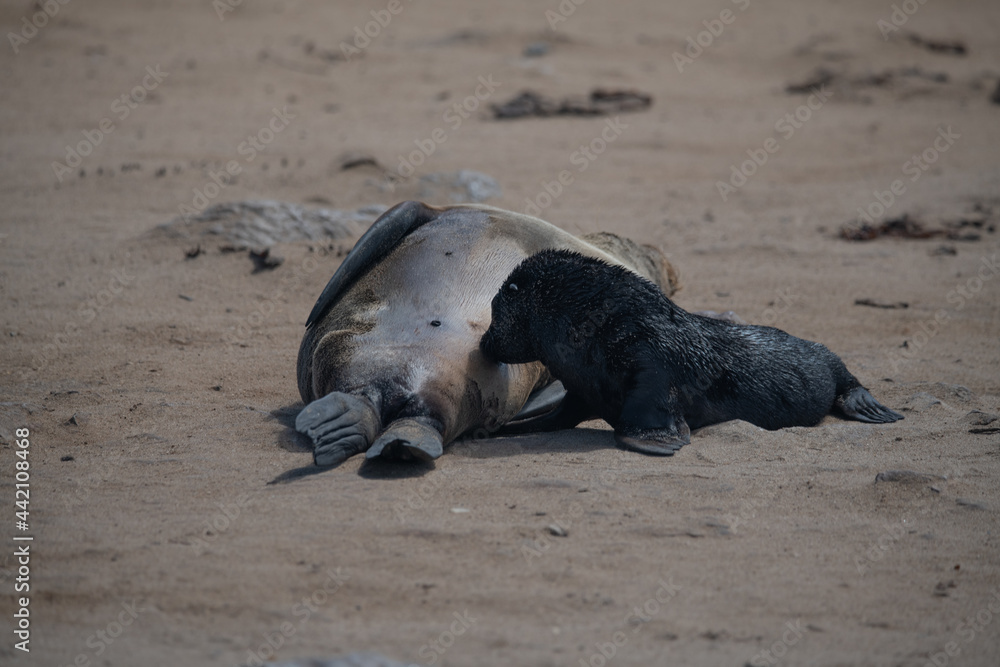 Fototapeta premium Fur seal Namibia South Africa