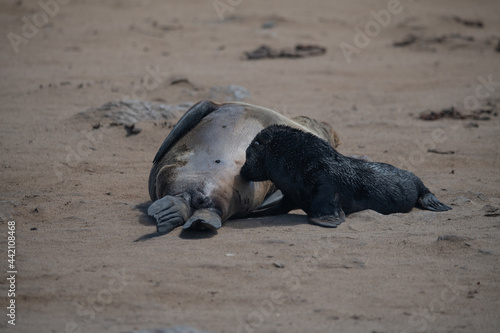 Fur seal Namibia South Africa © Stanislav