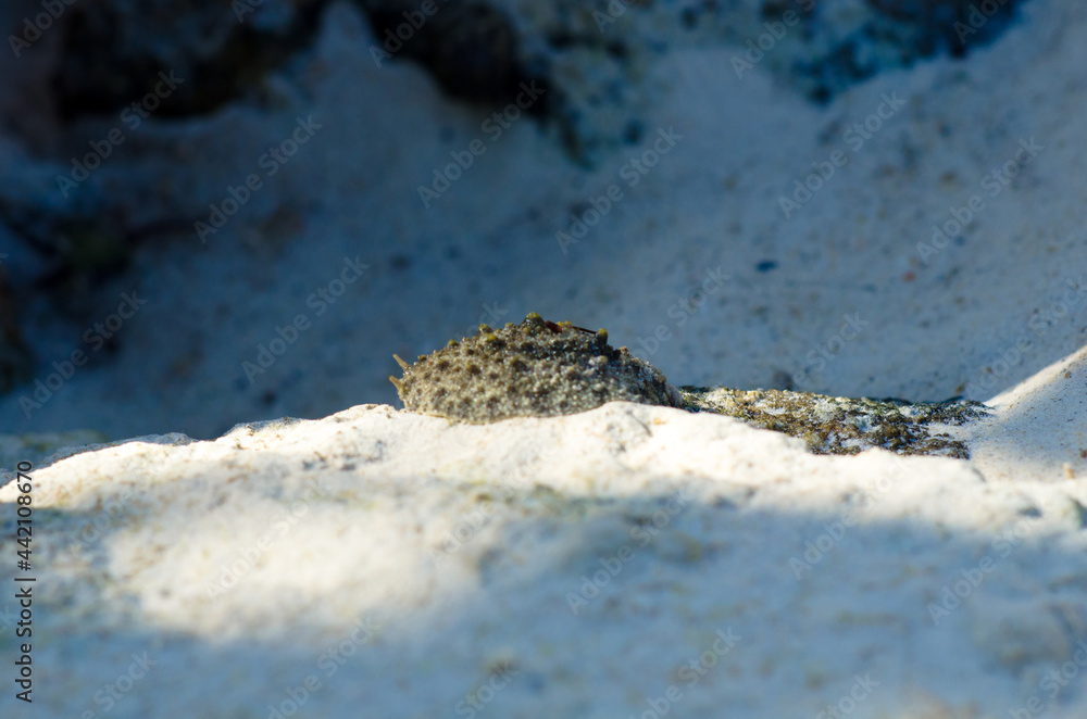 One of the rare species of air breathing sea slug,the celtic sea slug, Thailand. One of the rare species of air breathing sea slug,the celtic sea slug, Thailand.