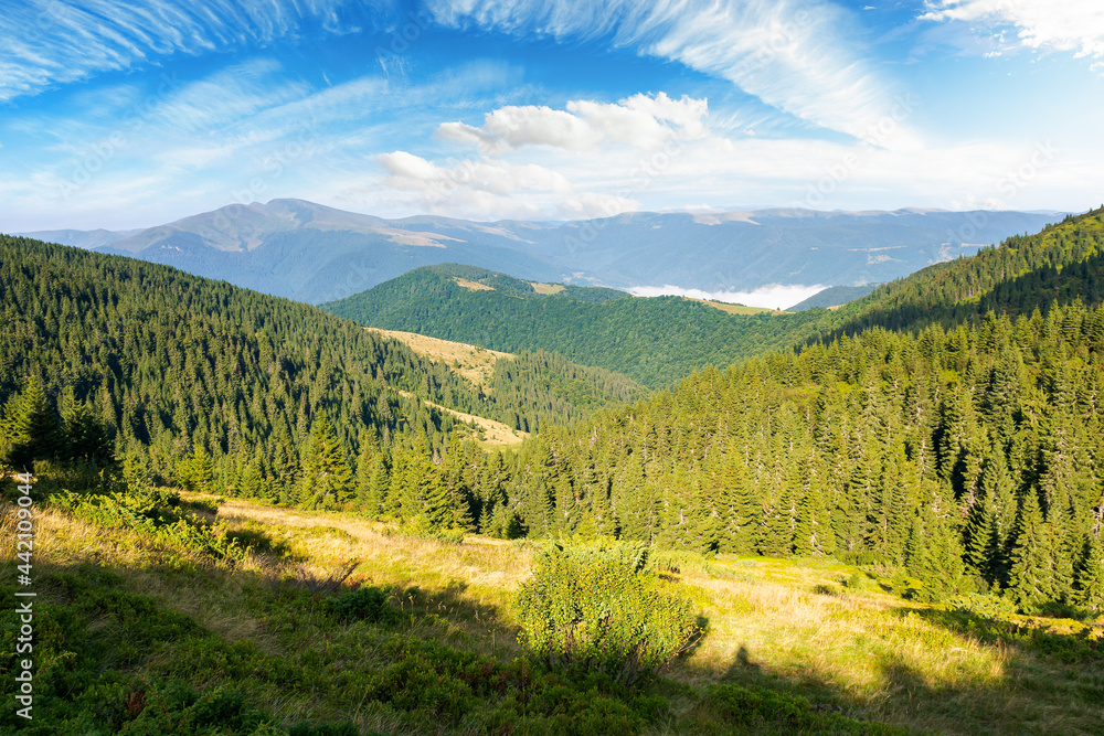 beautiful mountain landscape in morning light. coniferous forest on the steep hills. wonderful summer scenery of carpathians with gorgeous cloudscape on the blue sky