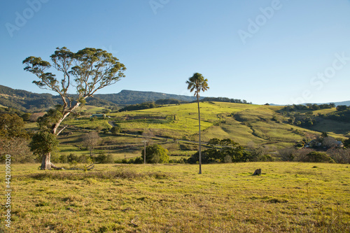 Trees in regional country near Saddleback lookout, Kiama