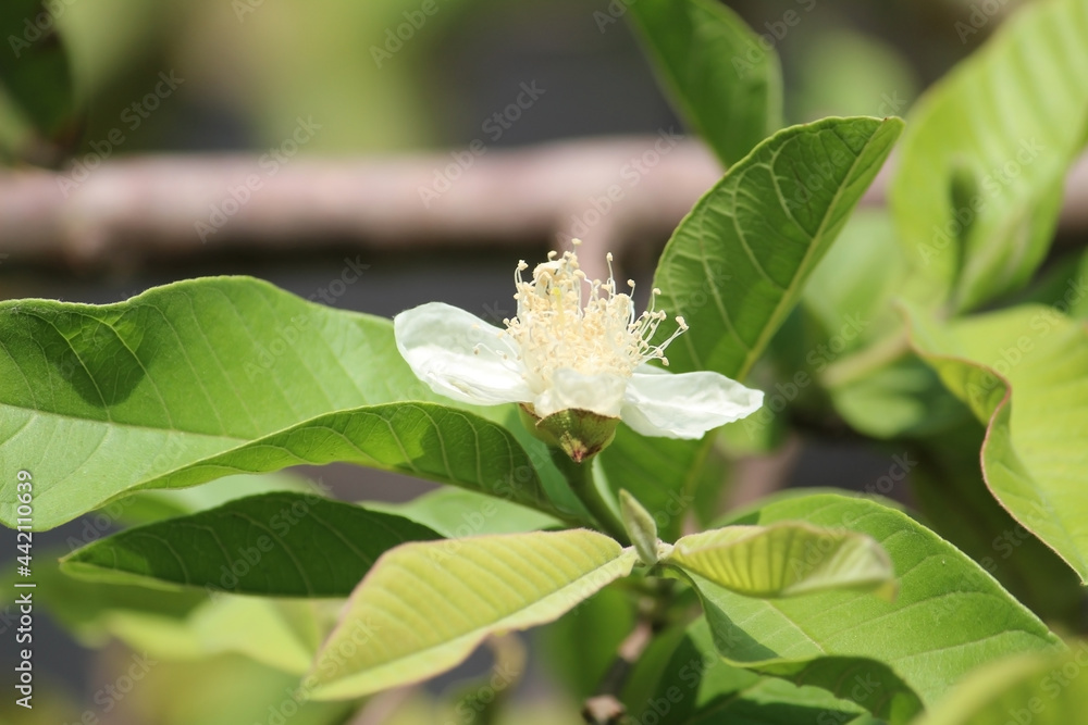 Guava plants white flower with green leaves Guava plants white flower with green leaves