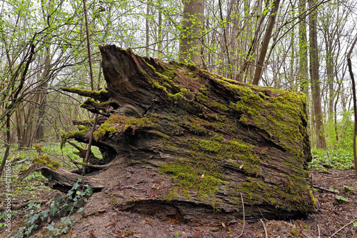 Alter abgestorbener Baumstumpf photo