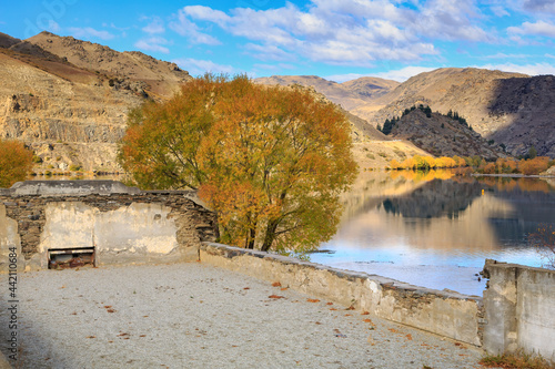 Cromwell   New Zealand  in autumn. The ruins of the old Athenaeum Hall  built 1874  and a willow tree on the edge of Lake Dunstan