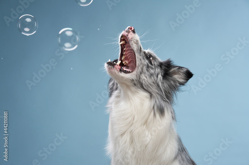 funny emotional dog, border collie catches soap bubbles on a blue background.  photo