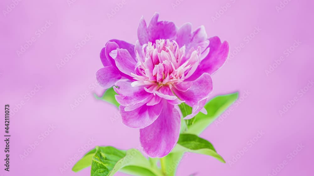 Beautiful pink peony opening on blue copy-space background. Timelapse of blooming flower outdoors. Wedding backdrop, Valentine's Day love concept. 4K UHD Beautiful pink peony opening on blue copy-space background. Timelapse of blooming flower outdoors. Wedding backdrop, Valentine's Day love concept. 4K UHD