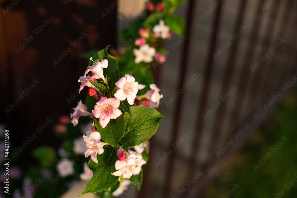 Fototapeta premium Weigel shrub flowers close-up in the garden on the street