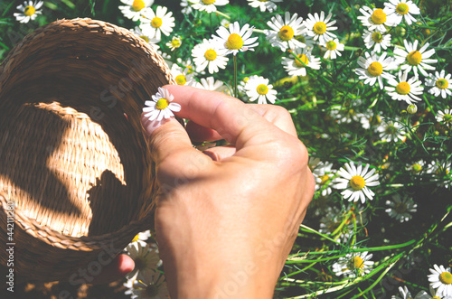 Male hands harvesting of chamomile from field