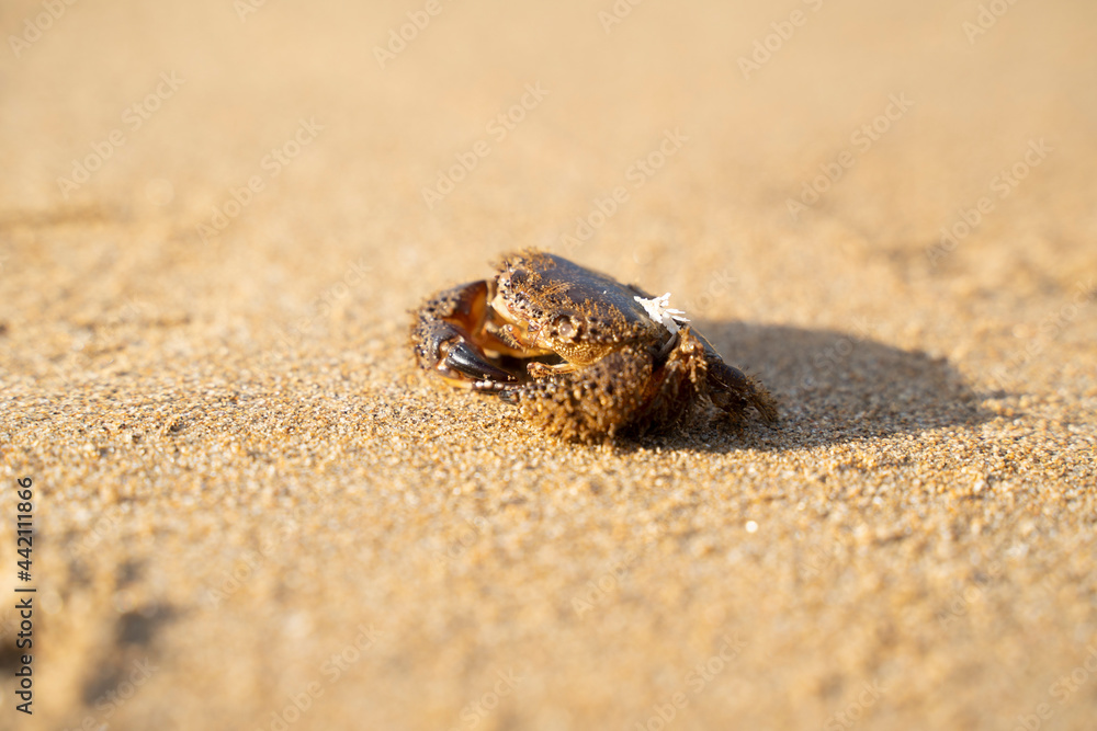 crab in the sand of a beach