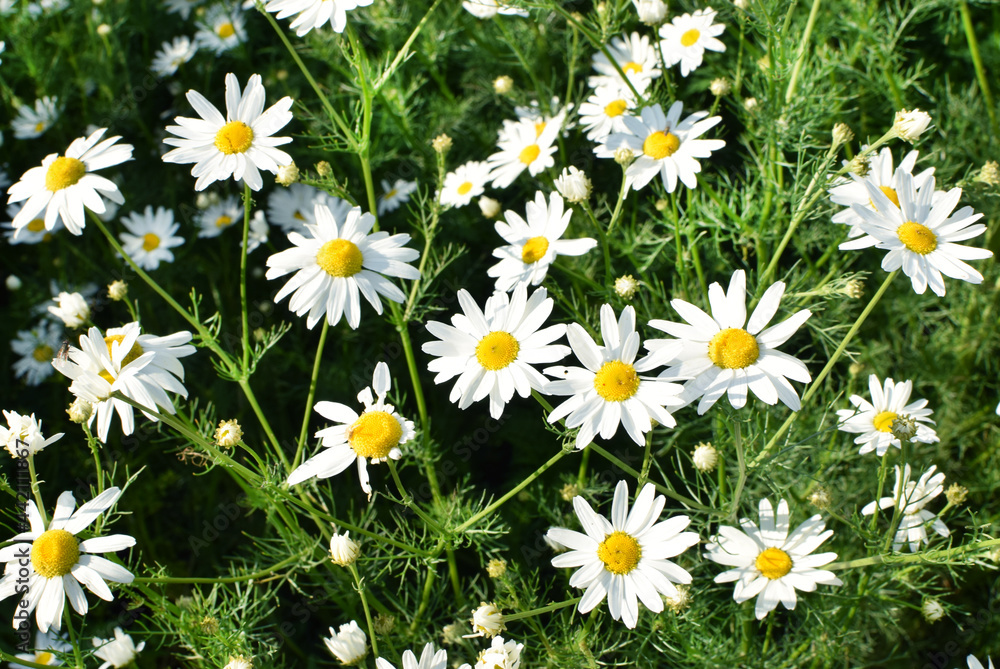 Fototapeta premium Field of camomiles at sunny day at nature. Camomile daisy flowers in summer day. Medicinal chamomile