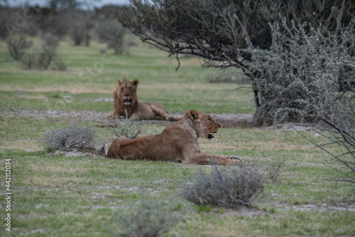 Lions Africa