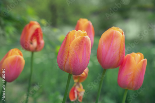 macro photography red tulips. Natural background. Flowers background. Beautiful neutral colors..