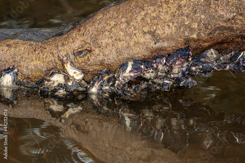 Photography Sydney Rock Oyster on a log, Tomaga River, NSW, June 2021