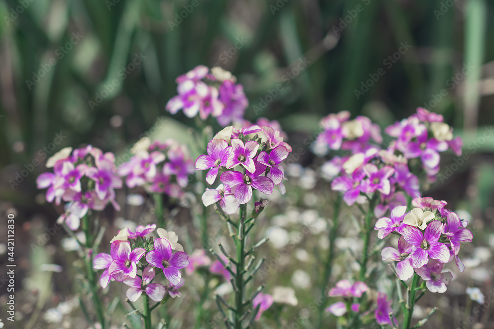 Closeup of budding and flowering Erysimum linifolium 'Bowles Mauve' plants in the garden. The photo was taken in the beginning of the Dutch spring season.ю Natural background. Flowers background. Closeup of budding and flowering Erysimum linifolium 'Bowles Mauve' plants in the garden. The photo was taken in the beginning of the Dutch spring season.ю Natural background. Flowers background.