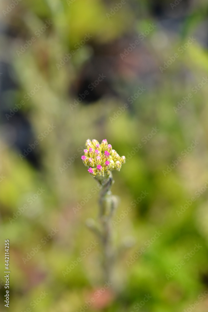 Obraz premium Pink Yarrow