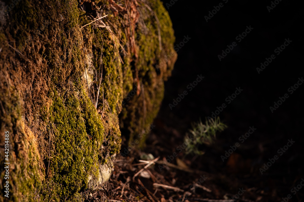 Obraz premium tree trunk in the light
