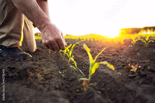 Fotografia Unrecognizable field worker or agronomist checking health of corn crops in the field