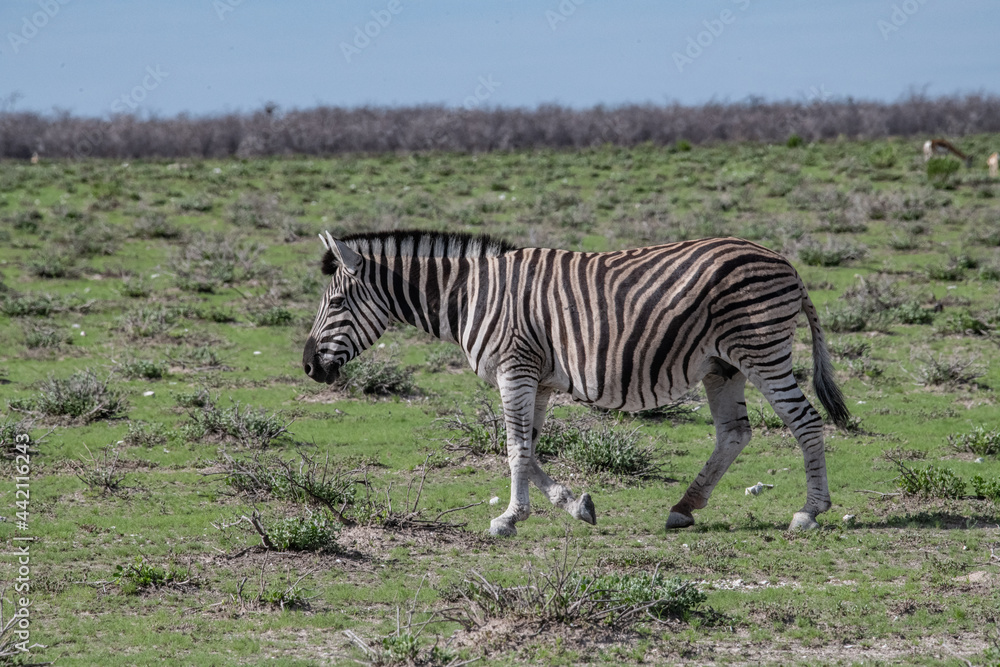 Fototapeta premium Zebra Africa