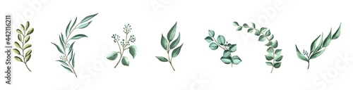 Vector set botanical elements - wildflowers, herbs and wild foliage