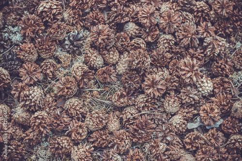 pine cones texture