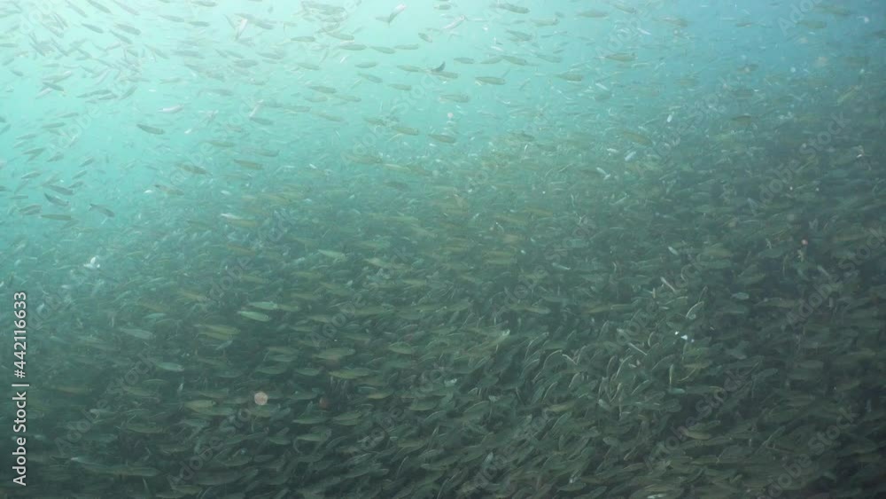 Sardines under water. Shoal sea sardines in the blue water of the ocean. Wonderful and beautiful underwater world with tropical fish. Diving and snorkeling in the tropical sea. 4K video. Philippines Sardines under water. Shoal sea sardines in the blue water of the ocean. Wonderful and beautiful underwater world with tropical fish. Diving and snorkeling in the tropical sea. 4K video. Philippines