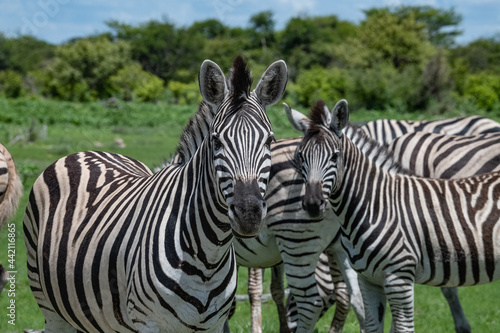 Fototapeta Naklejka Na Ścianę i Meble -  Zebra Africa