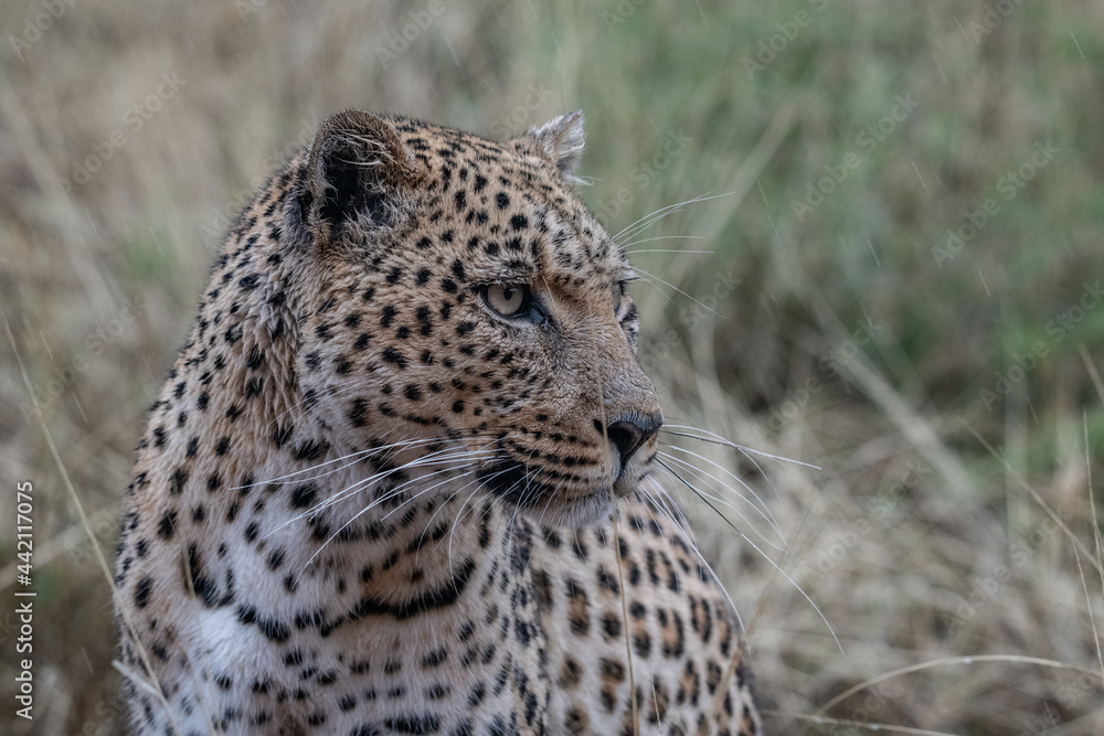 Fototapeta premium Leopard Africa