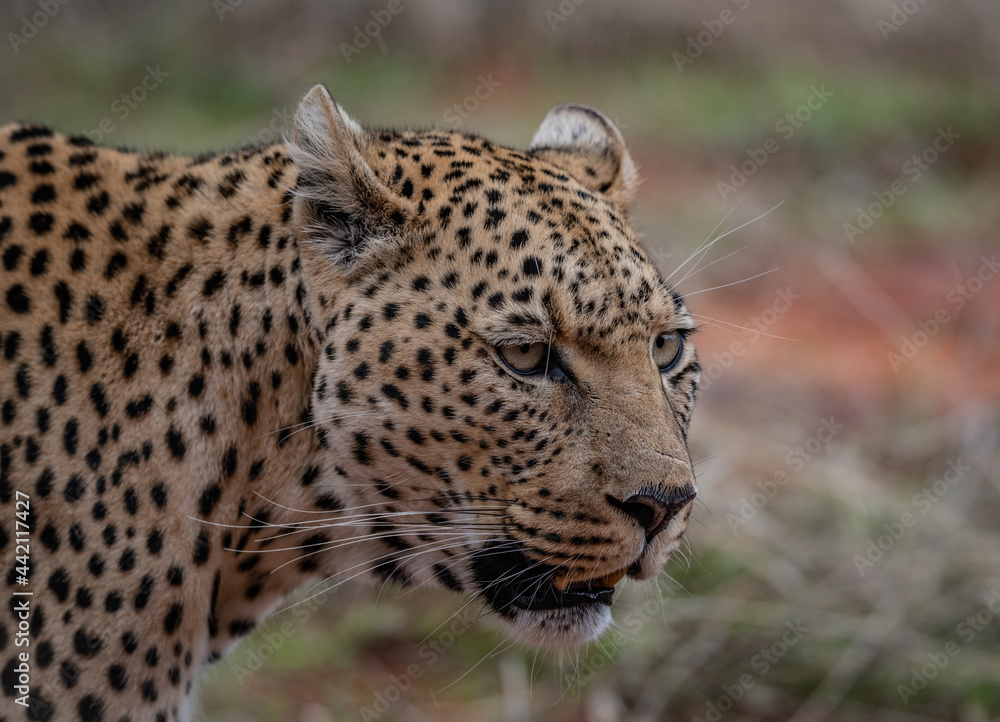 Naklejka premium Leopard Africa