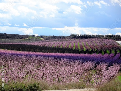 Almendros en Flor