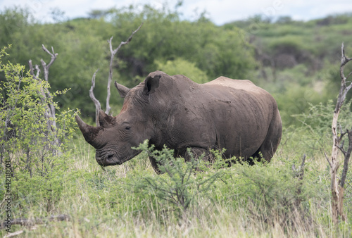 White Rhino Namibia South Africa