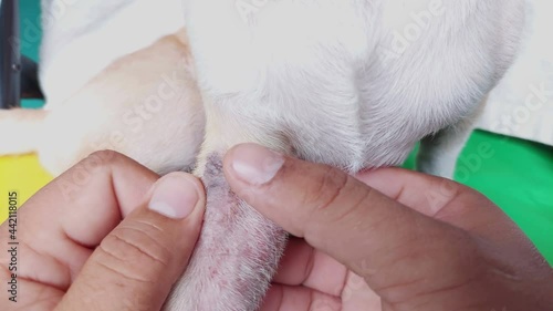 Skin Disease of Puppy Dog 