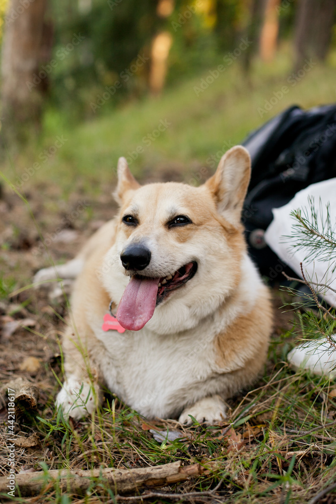 Corgi pembroke dog on a hike outdoors