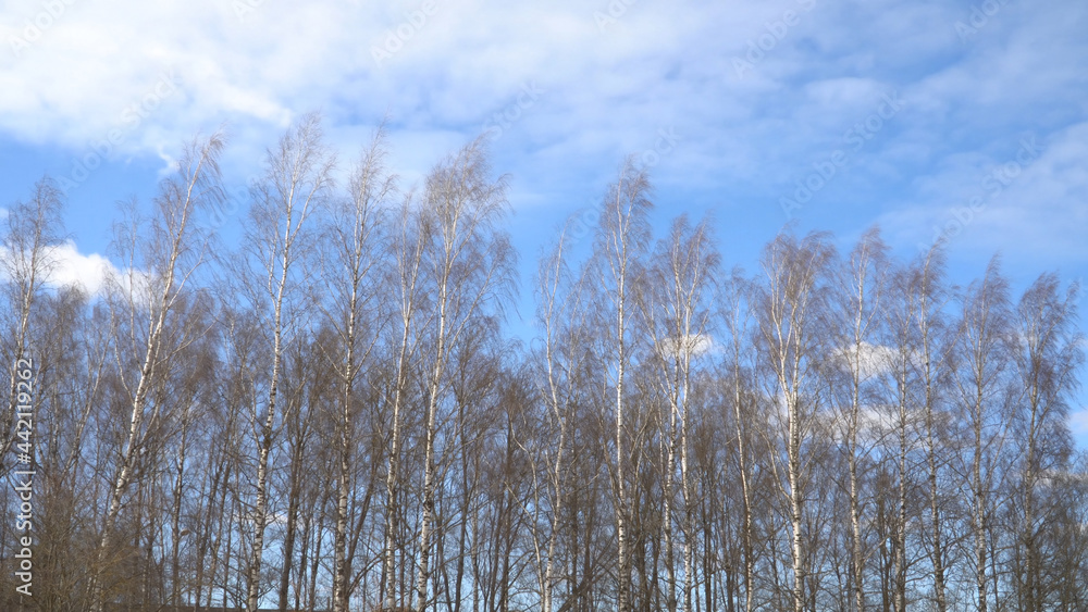 Springtime landscape on a sunny day with a view of birches. The blue and a bit cloudy sky is obscured by the slender trunks of birch trees with bare branches. Springtime landscape on a sunny day with a view of birches. The blue and a bit cloudy sky is obscured by the slender trunks of birch trees with bare branches.