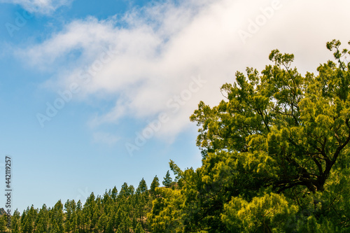 Pinos con nubes de fondo 