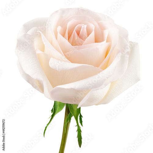 white rose isolated on white background, clipping path, full depth of field
